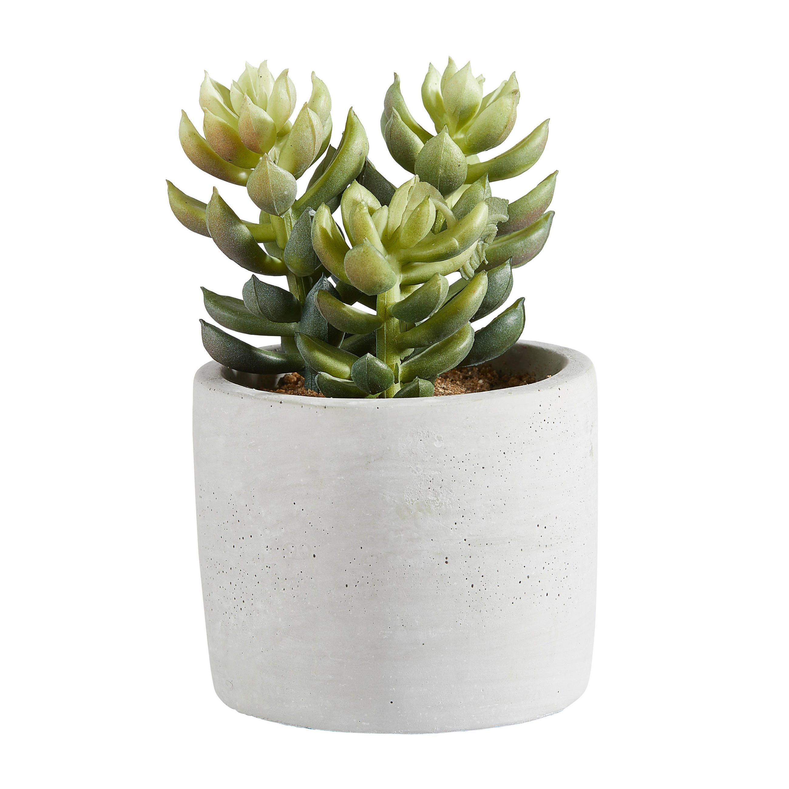 SUKKULENTE Sukkulente 17 cm  - Naturfarben/Grün, Basics, Stein (17cm)