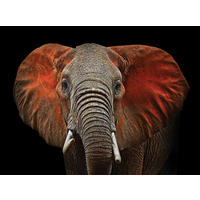 LEINWANDBILD Tiere 135/100 cm  - Schwarz/Weiß, Basics, Holz/Papier (135/100cm) - Euroart