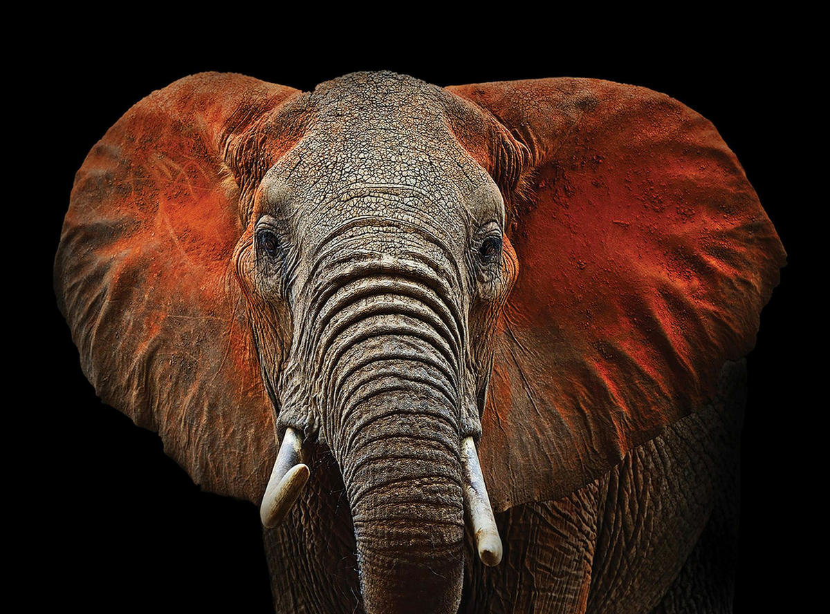 LEINWANDBILD Tiere 135/100 cm  - Schwarz/Weiß, Basics, Holz/Papier (135/100cm) - Euroart