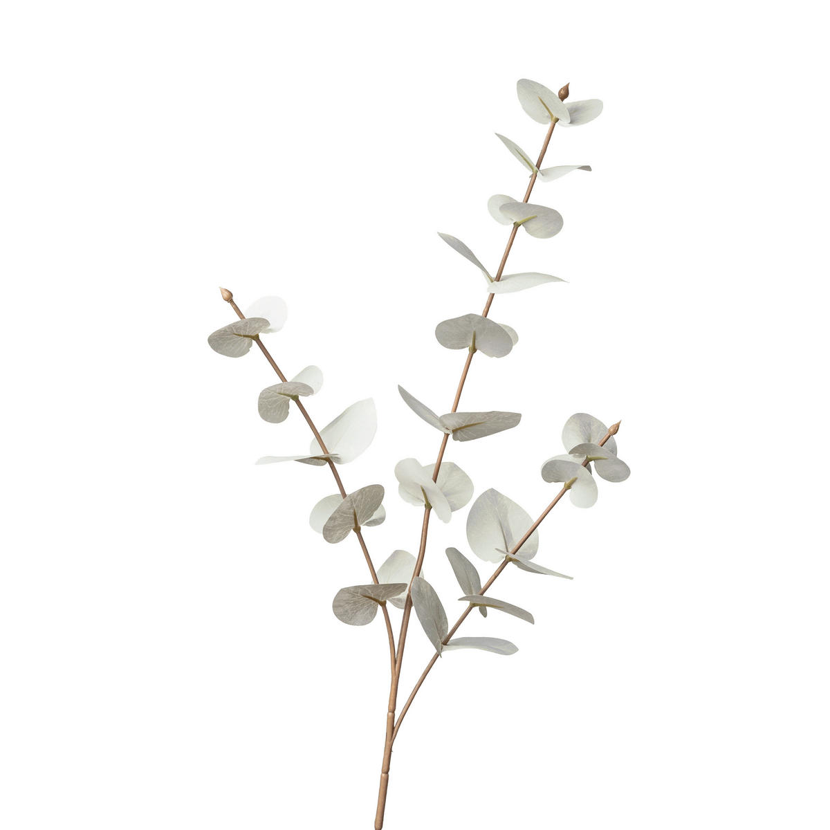 EUKALYPTUS ZWEIG Eukalyptus  - Weiß, Basics, Kunststoff (68cm)