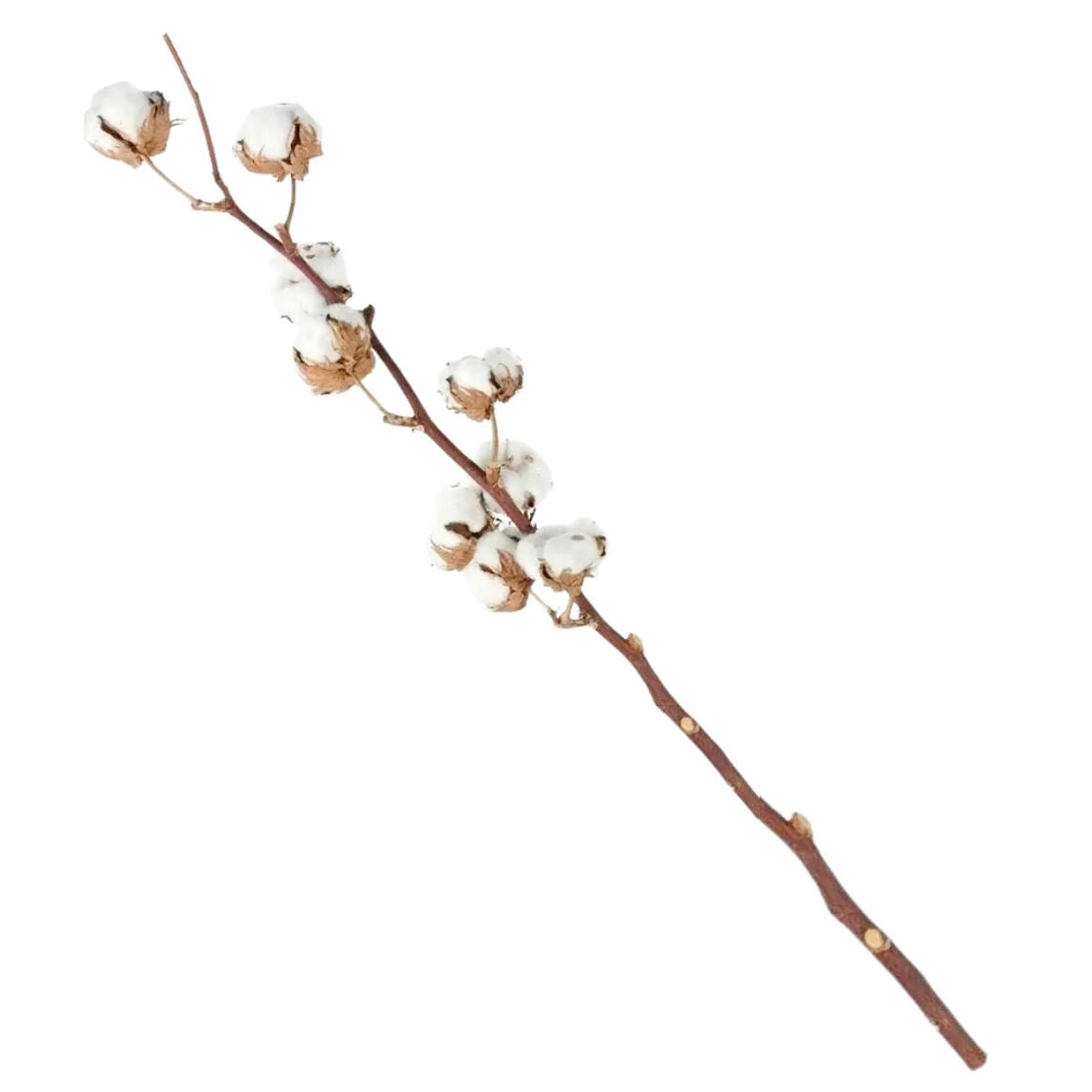 UKRASNA GRANA - bela, Osnovno, plastika (10/15/84cm)