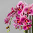 KUNSTBLUME Orchidee - Magenta/Grün, Trend, Kunststoff (54cm)