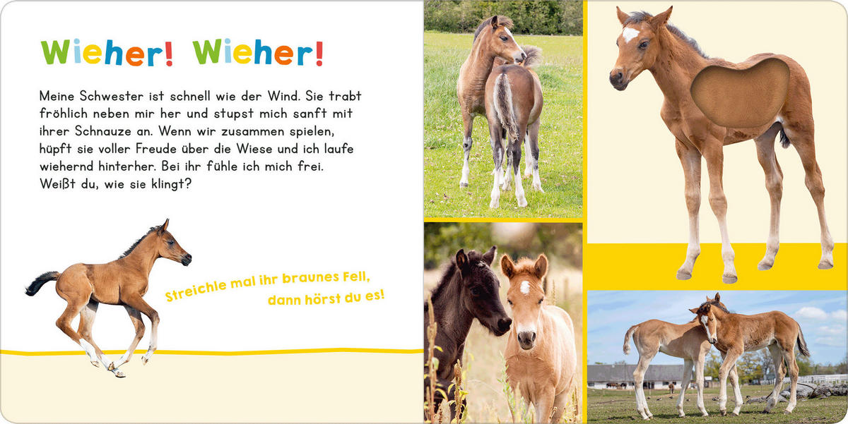 SOUND- UND FÜHLBUCH Hör mal rein, wer kann das sein? Meine Schwester  - Multicolor, Basics, Papier (19.4/19.4/1,8cm)
