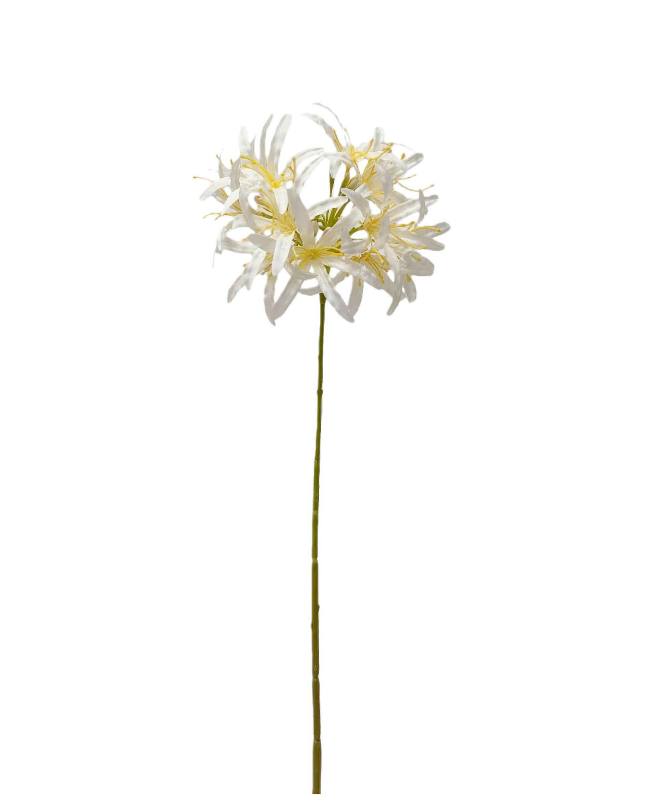 KUNSTPFLANZE Schmucklilie 80 cm  - Creme/Braun, Basics (80cm)