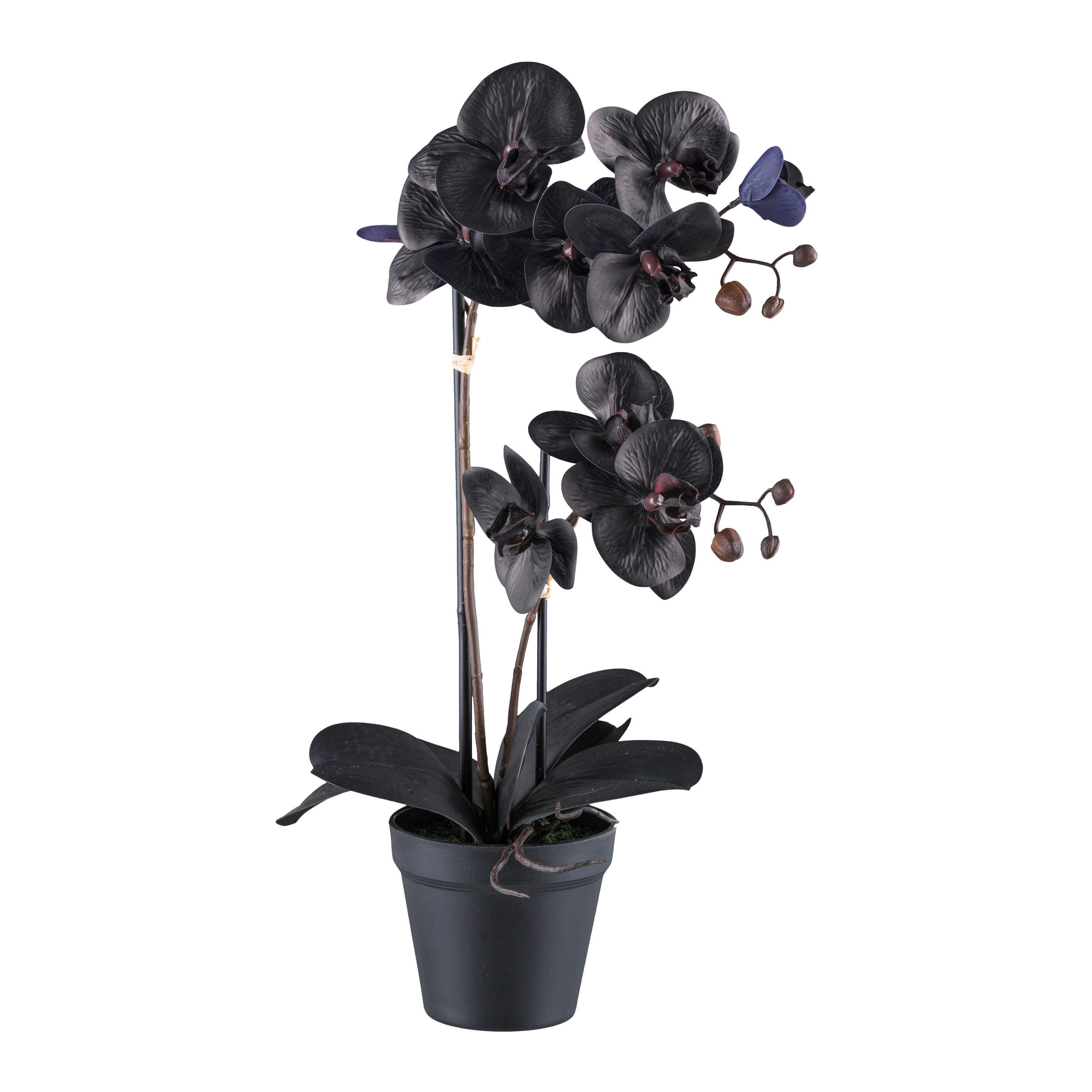 KUNSTPFLANZE Orchidee 53 cm  - Schwarz, Design, Kunststoff (53cm) - P & B