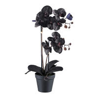 KUNSTPFLANZE Orchidee 53 cm  - Schwarz, Design, Kunststoff (53cm) - P & B