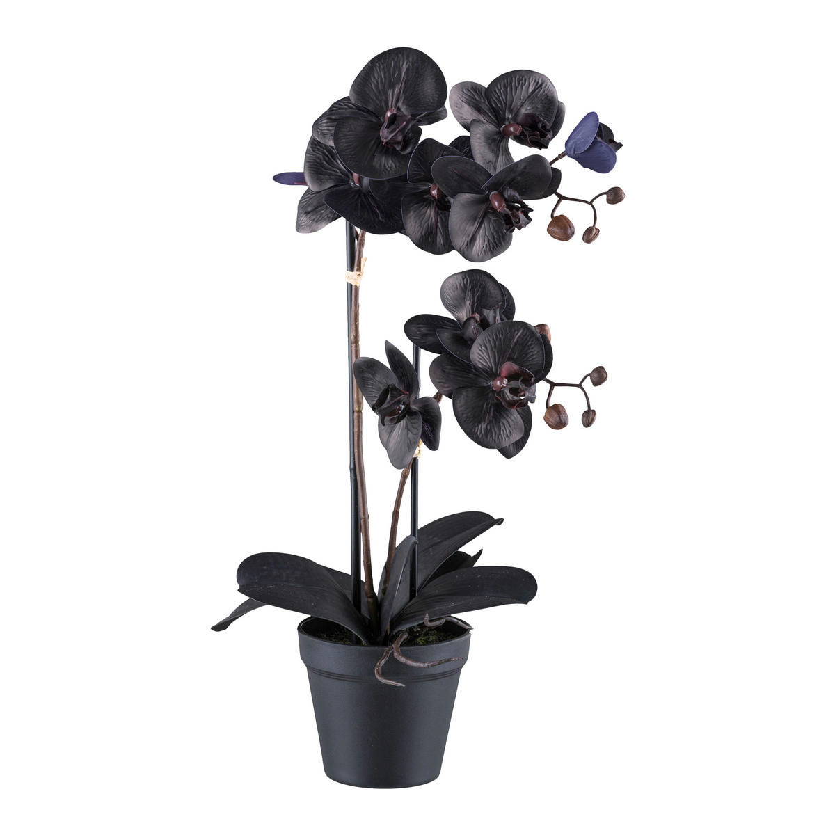 KUNSTPFLANZE Orchidee 53 cm  - Schwarz, Design, Kunststoff (53cm) - P & B