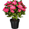 KUNSTPFLANZE 32 cm  - Dunkelrosa/Grün, Design, Kunststoff (32cm) - P & B