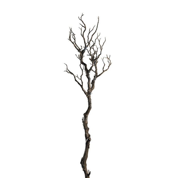 DEKOZWEIG - Braun, Basics, Kunststoff (10,00/76,00/10,00cm) - Leonardo