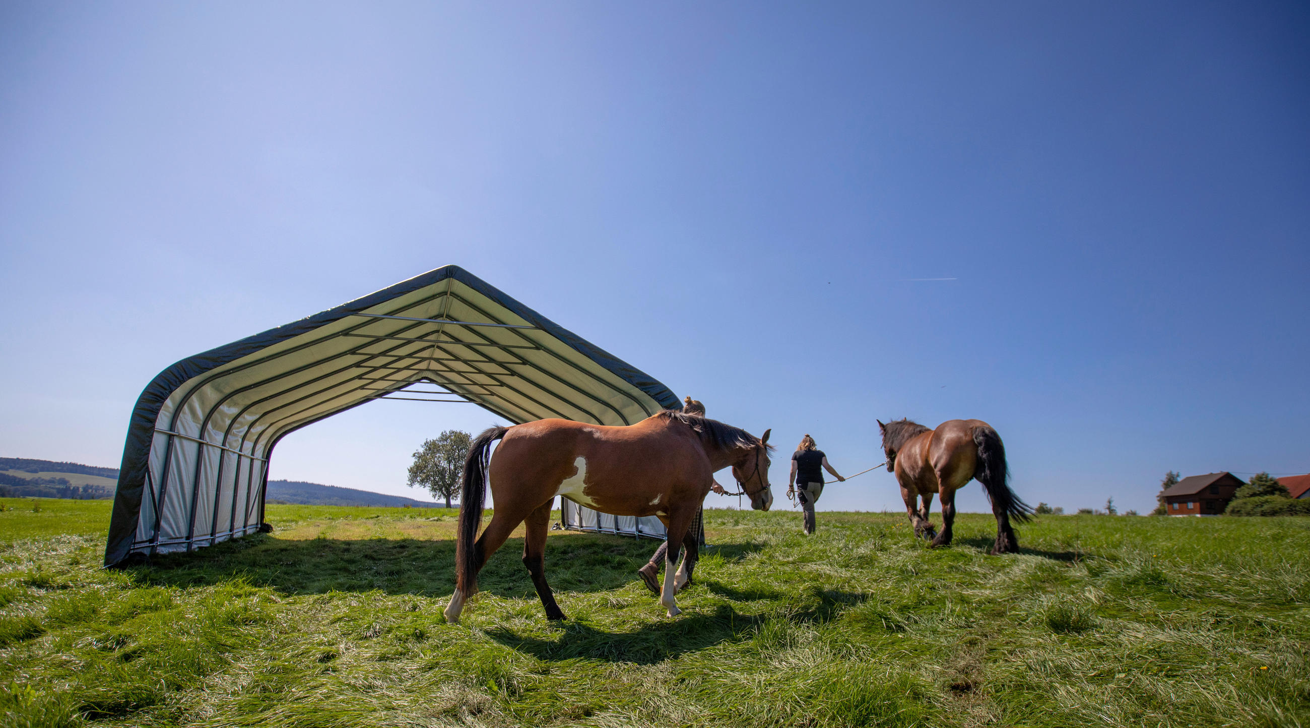 ZELTGARAGE  - Dunkelgrün, Basics, Kunststoff (730/670/380cm) - Ambia Garden