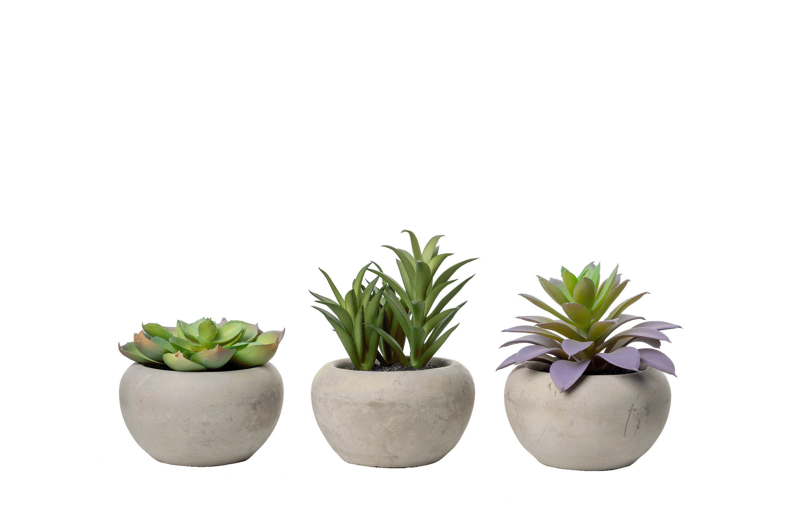 SUKKULENTE Sukkulente 12 cm  - Grün, Basics, Kunststoff (12cm)