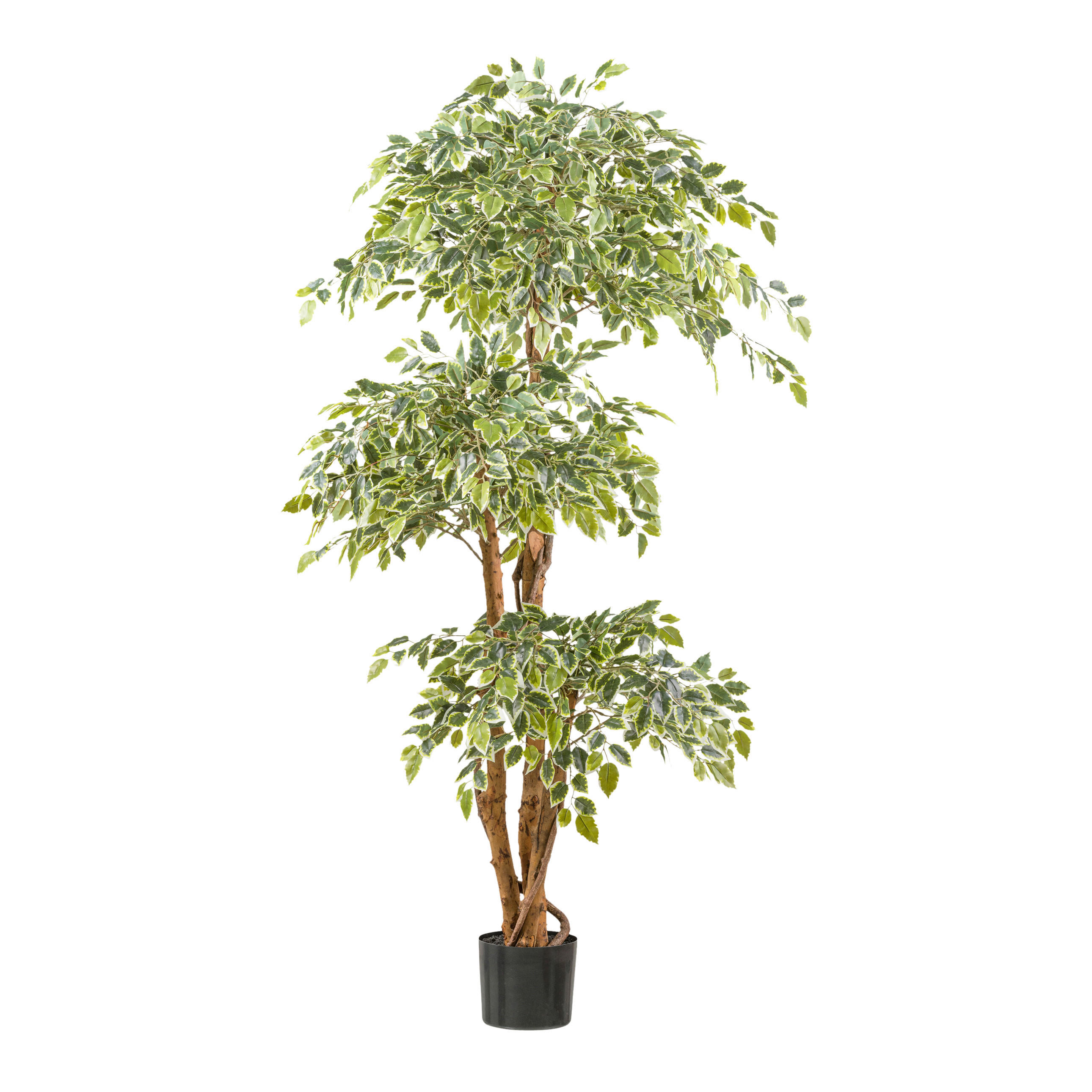 KUNSTPFLANZE Ficus Benjamina 165 cm  - Schwarz/Braun, Design, Kunststoff (165cm)