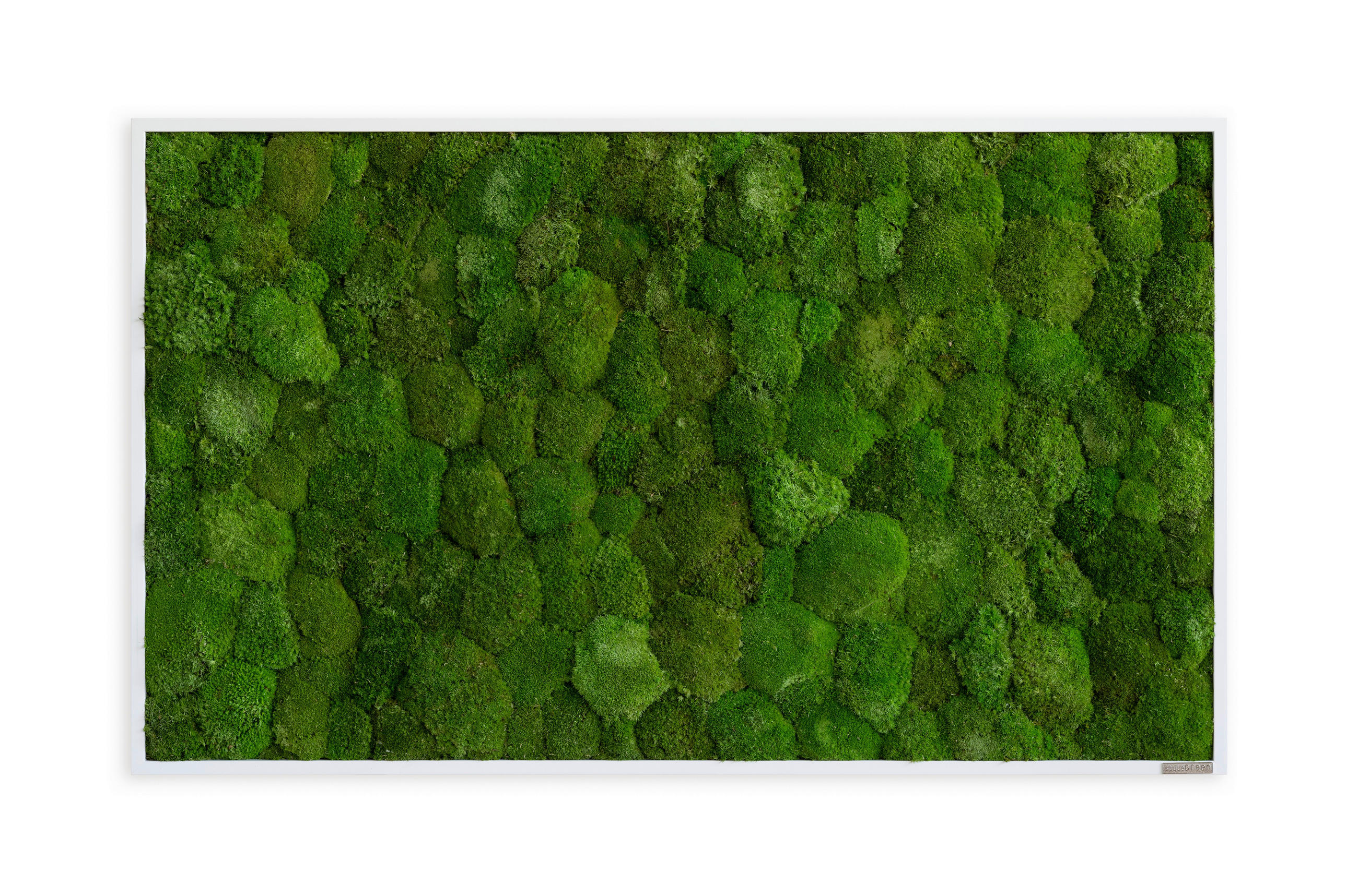 MOOSBILD Stylegreen  - Weiß/Grün, Basics, Naturmaterialien/Holz (100/60/7cm)