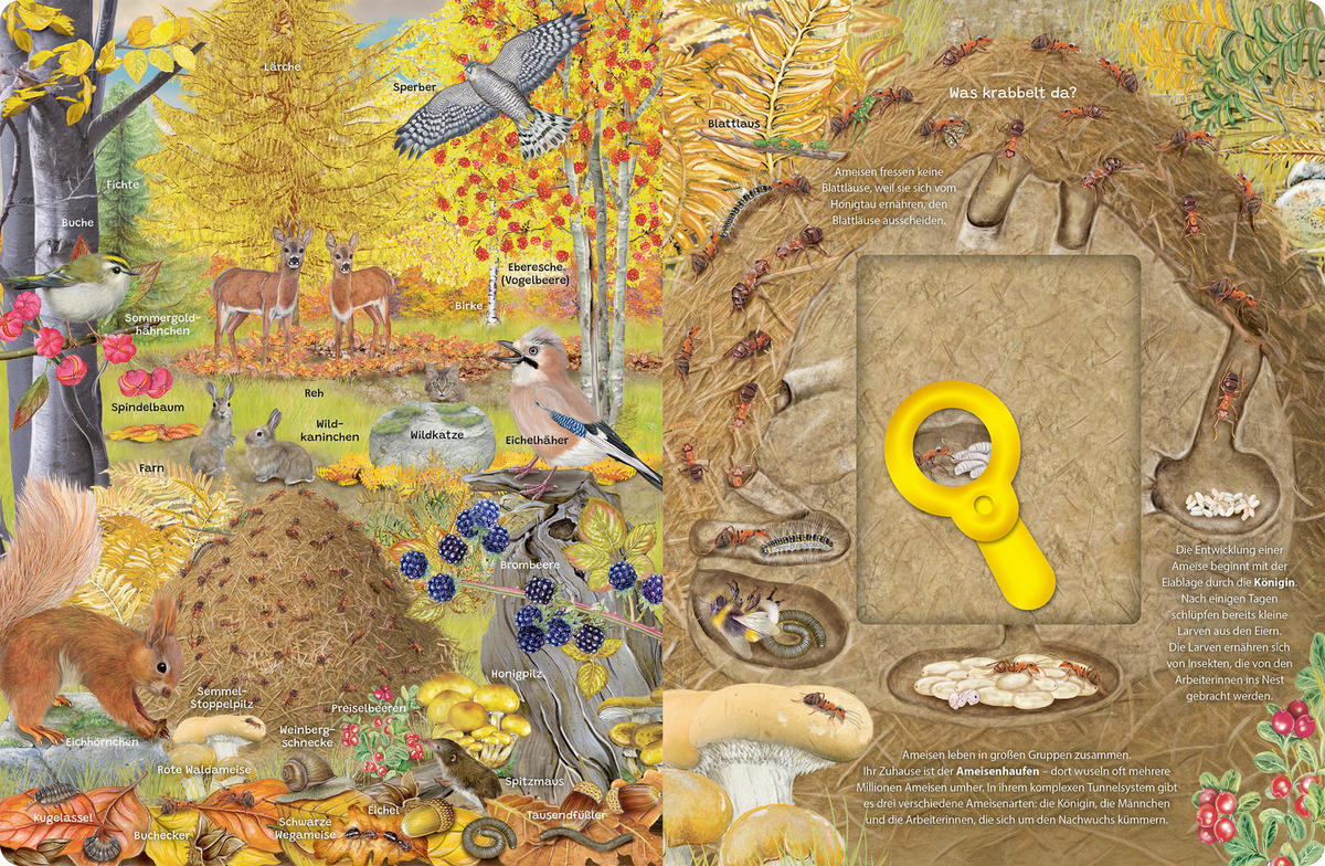 BUCH - Multicolor, Basics, Papier (24,5/32/1,4cm)