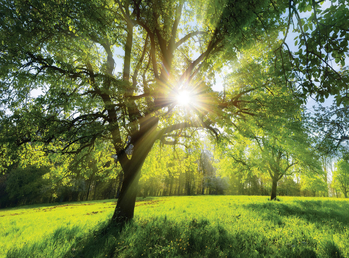 LEINWANDBILD Bäume 135/100 cm  - Multicolor, Natur, Holz/Papier (135/100cm) - Euroart