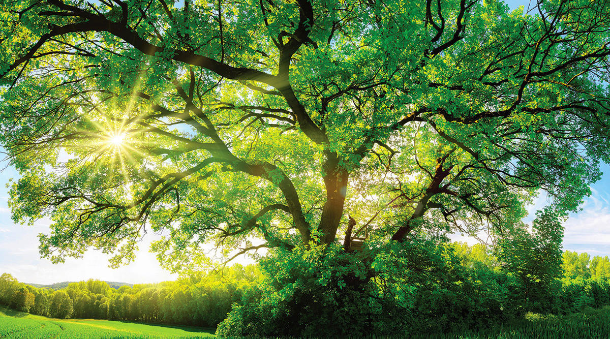 ACRYLGLASBILD Bäume  - Multicolor, Natur, Kunststoff (180/100/1,70cm) - Euroart