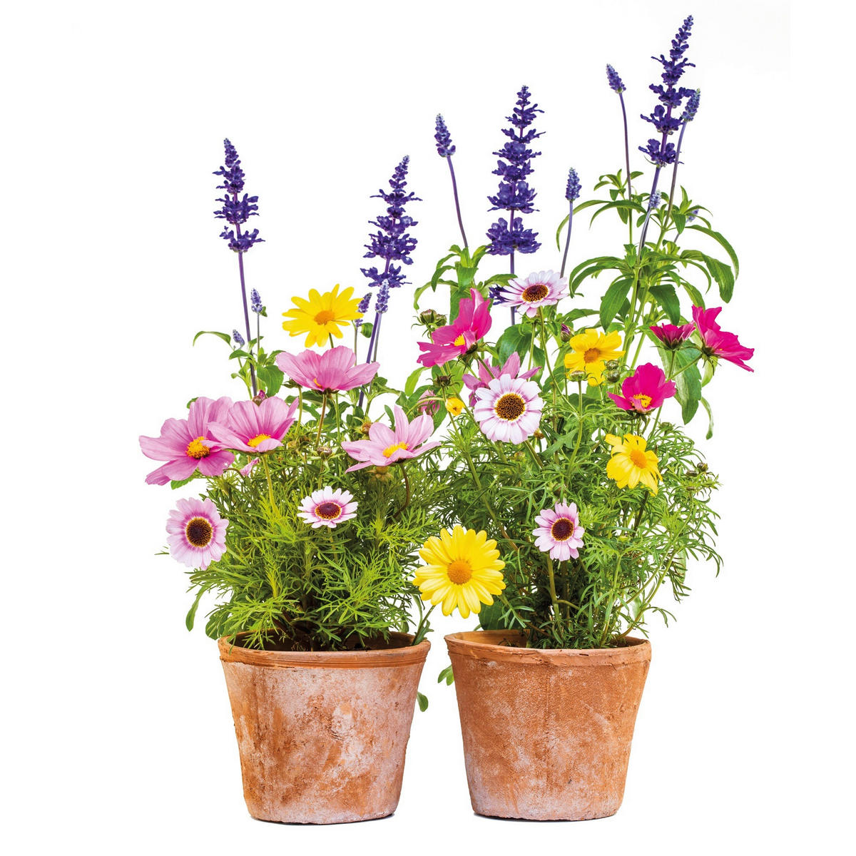FENSTERBILD 31/31 cm    Springtime  - Multicolor, Natur, Kunststoff (31/31cm) - Komar