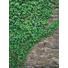 FOTOTAPETE - Grau/Grün, Basics, Papier (184/254cm) FOTOTAPETE - Grau/Grün, Basics, Papier (184/254cm)