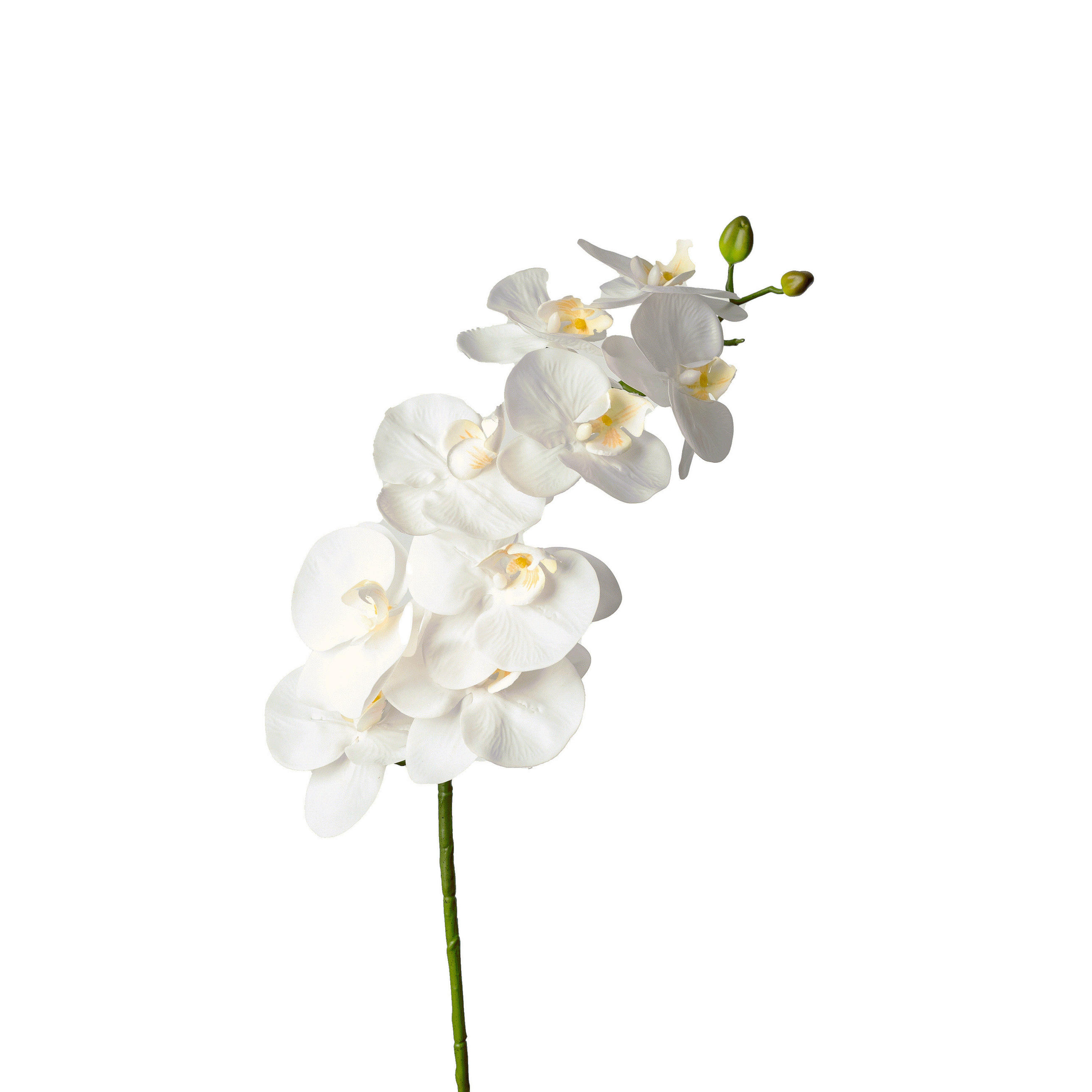 ORCHIDEE  - Weiß/Grün, Basics, Kunststoff (98cm)