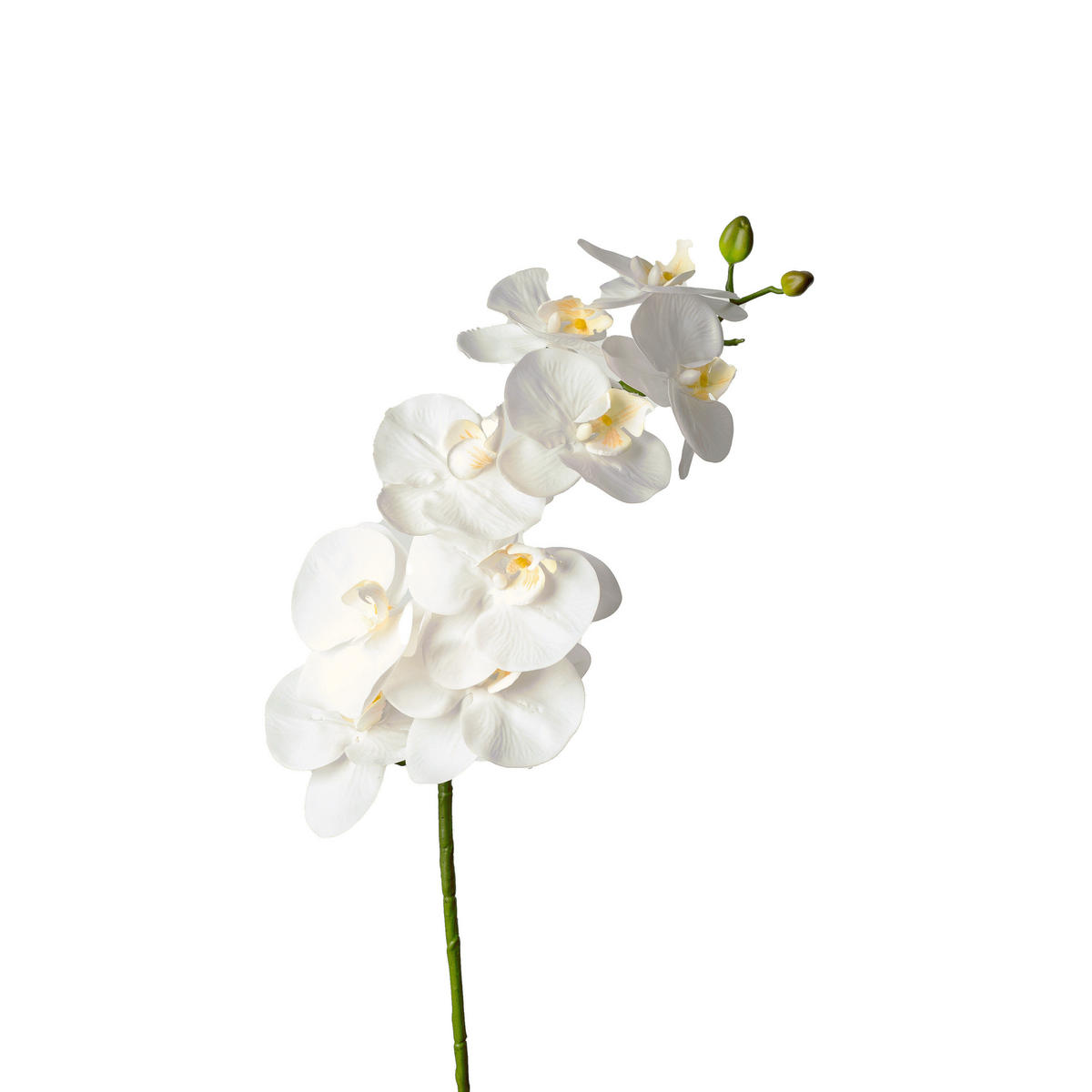 ORCHIDEE  - Weiß/Grün, Basics, Kunststoff (98cm)