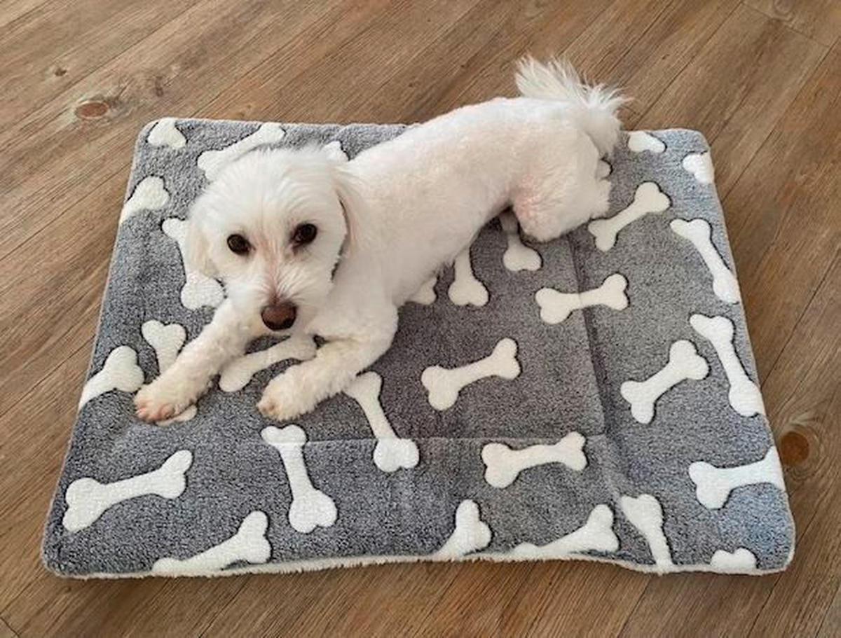 HUNDEKISSEN - Grau, Basics, Textil (50/70cm) - Esposa