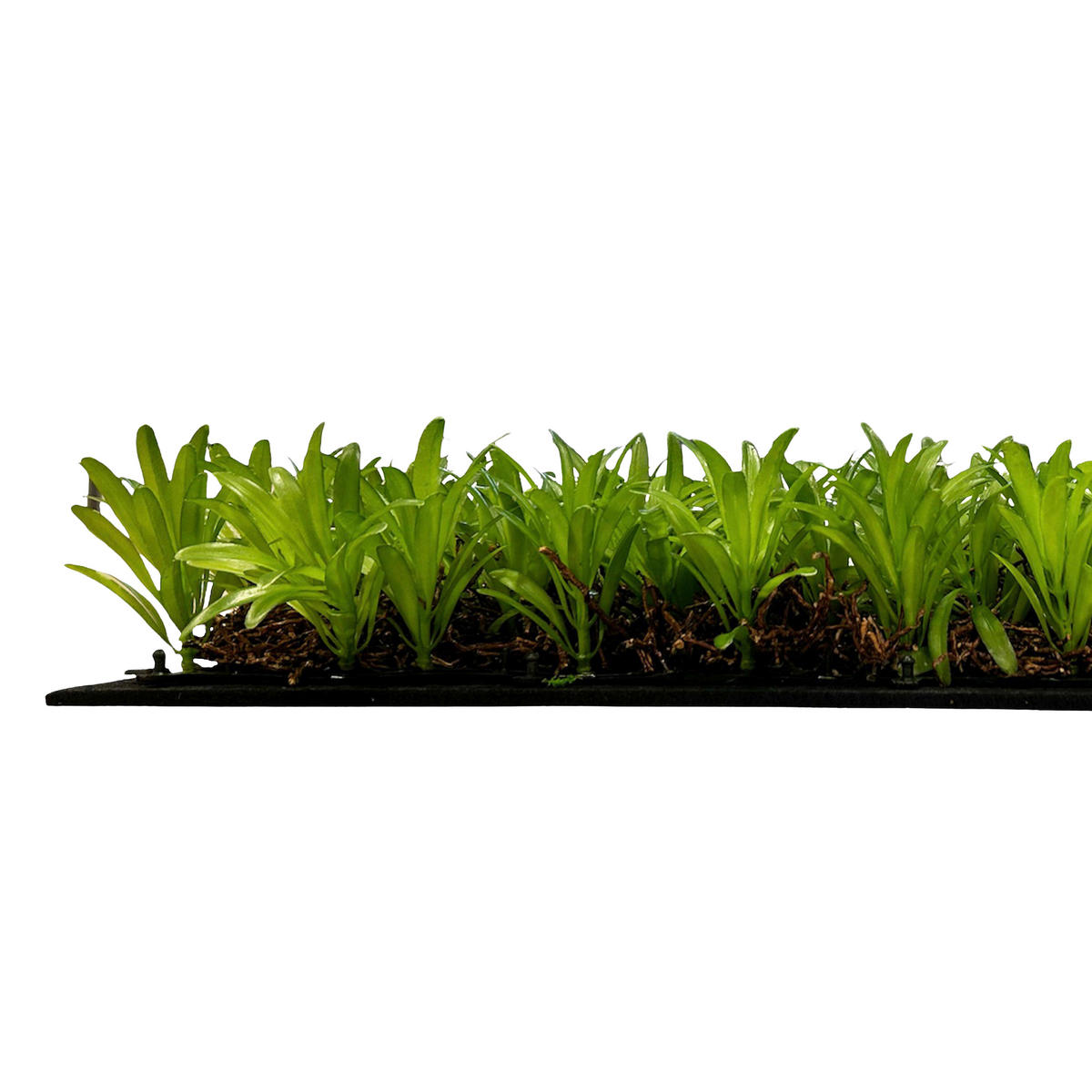 AKUSTIKPANEEL Modular Wall System Nature Design Flora 52/52/5 cm  - KONVENTIONELL (52/52/5cm) - Jangal