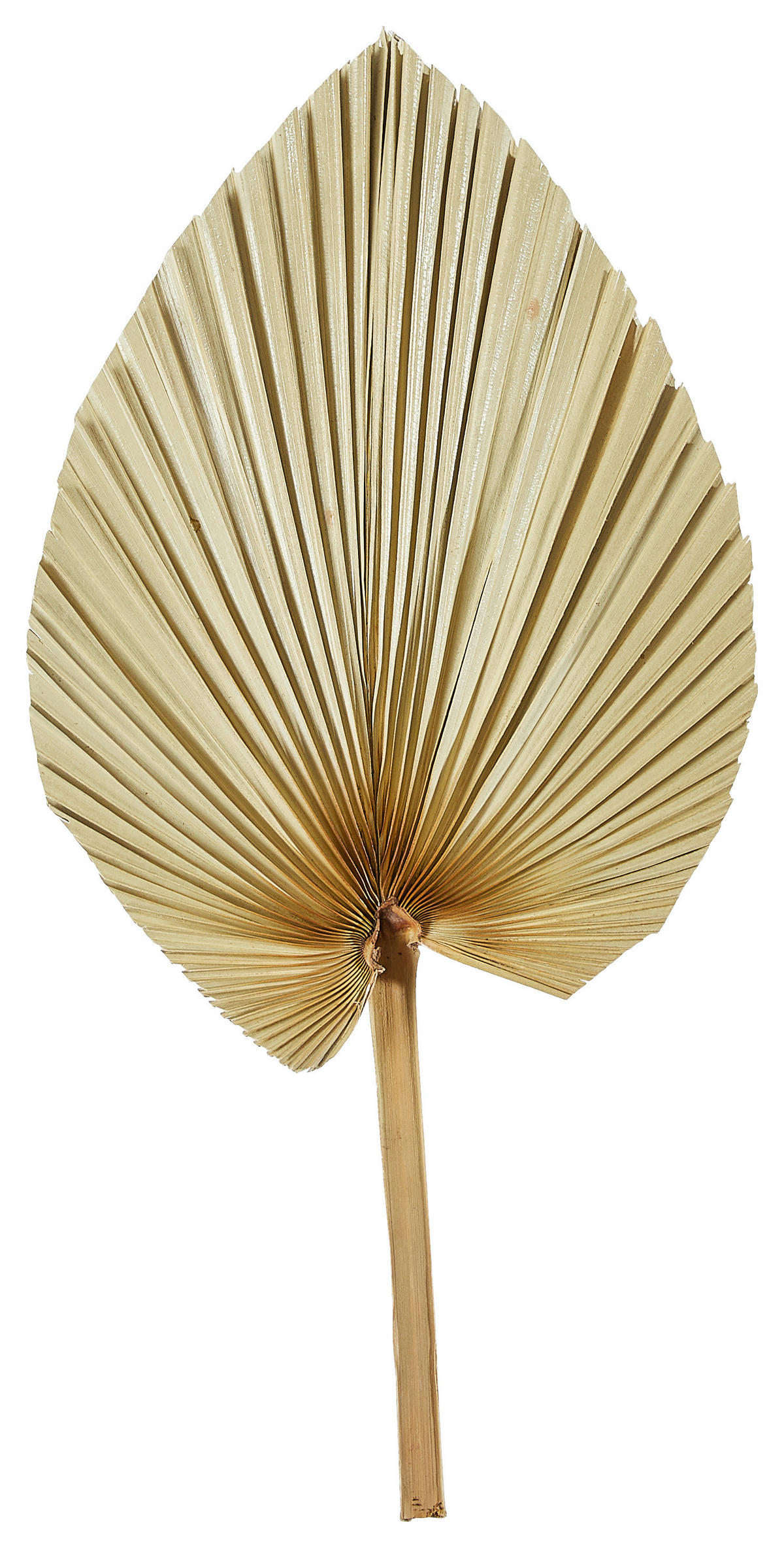 TROCKENBLUME  - Naturfarben, Basics (48cm)