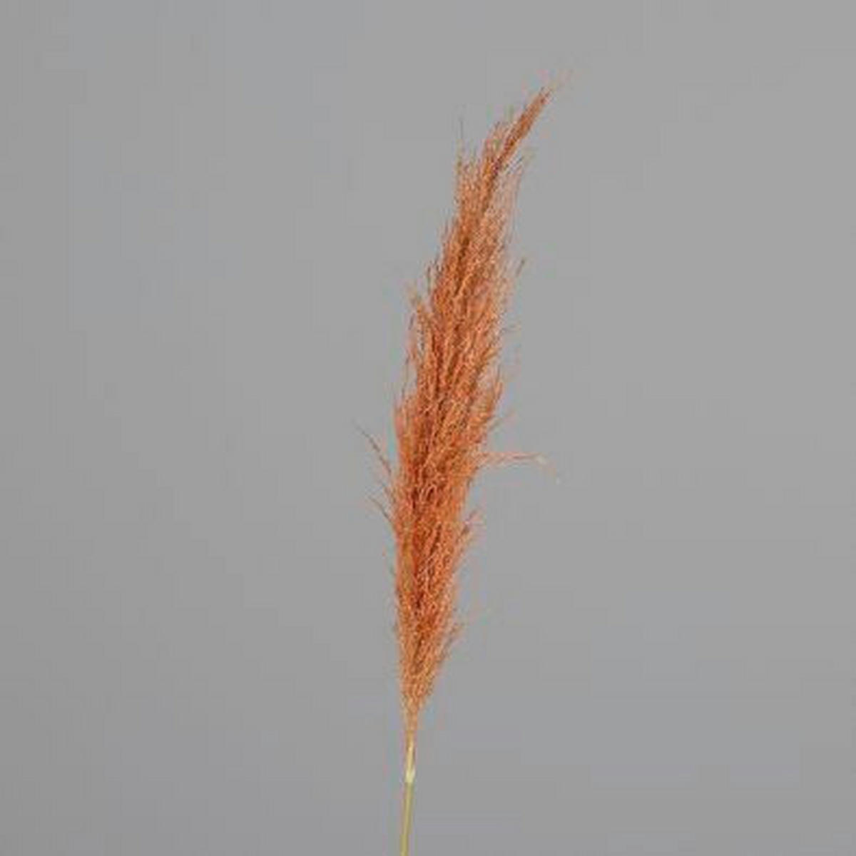 DEKORAČNÁ VETVIČKA pampová tráva 120 cm - oranžová, Basics, prírodné materiály (120cm)