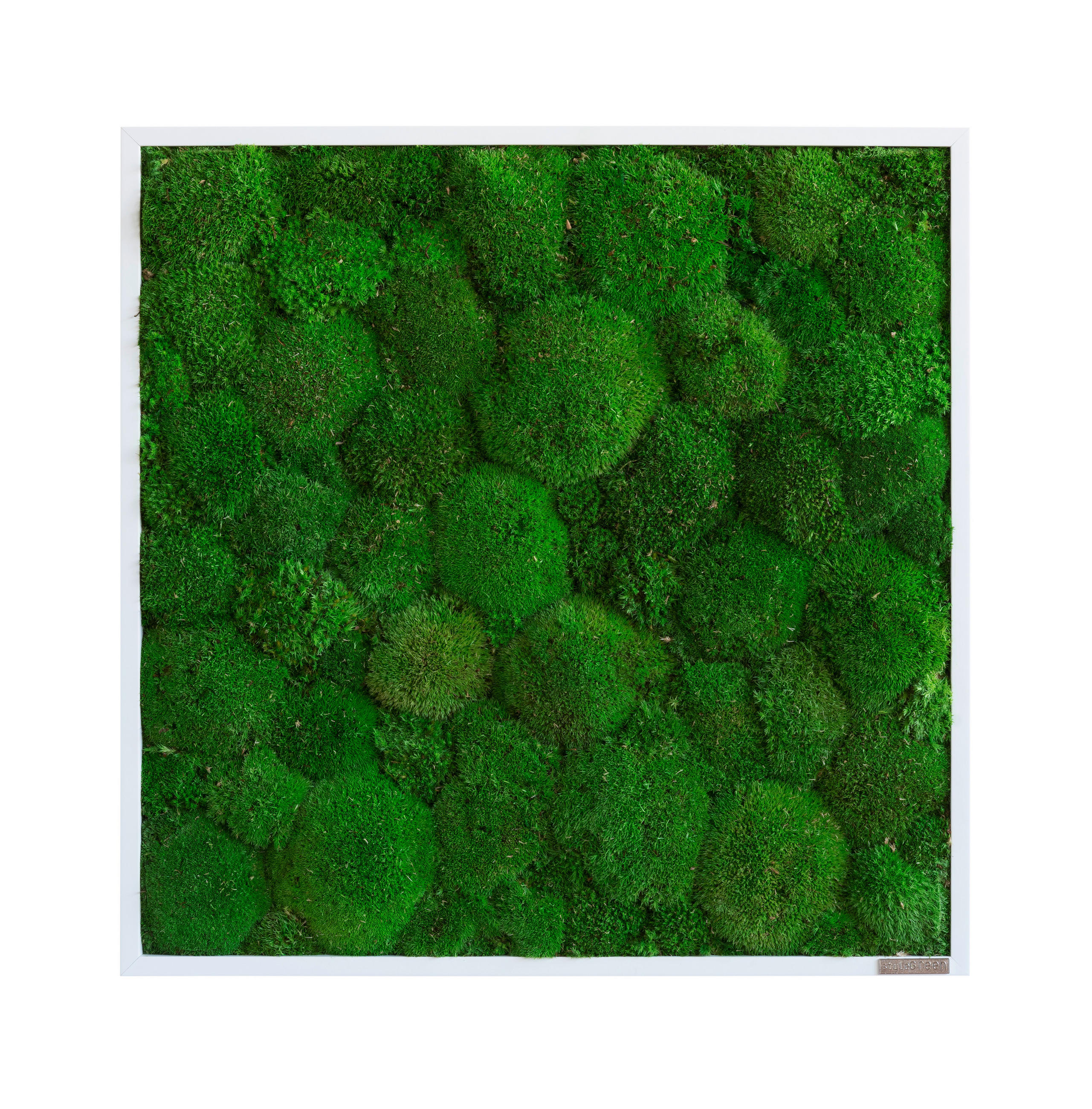 MOOSBILD Stylegreen  - Weiß/Grün, Basics, Naturmaterialien/Holz (55/55/7cm)