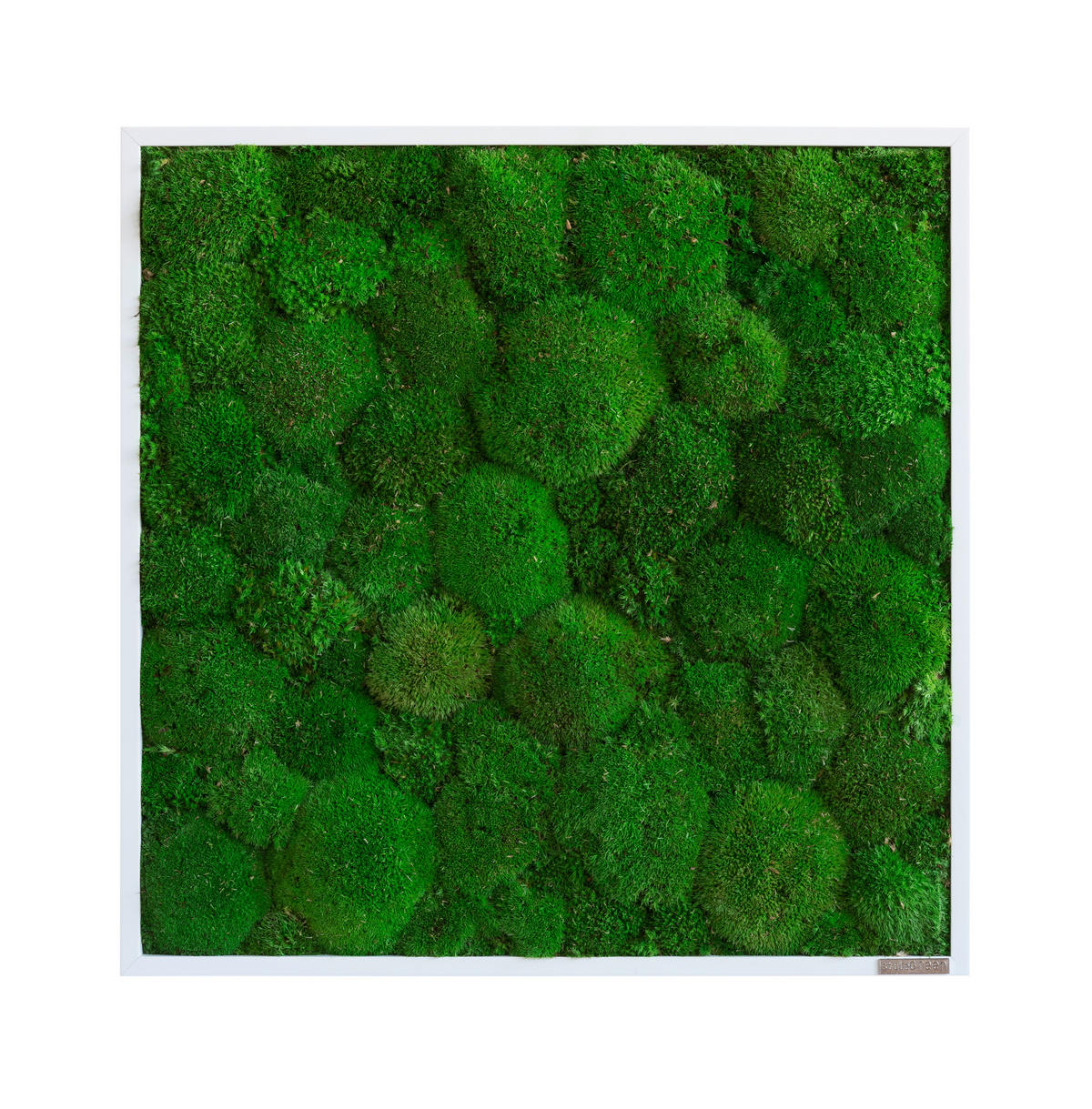 MOOSBILD Stylegreen  - Weiß/Grün, Basics, Naturmaterialien/Holz (55/55/7cm)