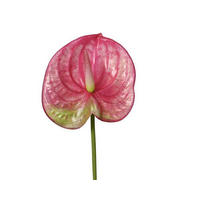 UMELÁ RASTLINA  - Basics (14,00/5,00/67,00cm)