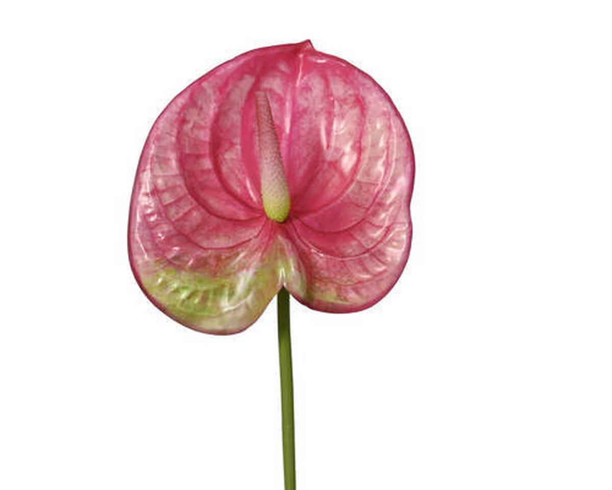 UMELÁ RASTLINA  - Basics (14,00/5,00/67,00cm)