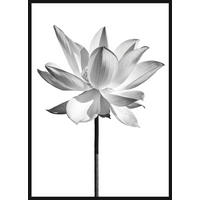 TIŠTĚNÉ OBRAZY NA PLÁTNĚ, květiny, 51,2/71,2 cm  - černá/vícebarevná, Basics, kompozitní dřevo (51,2/71,2cm) - Monee
