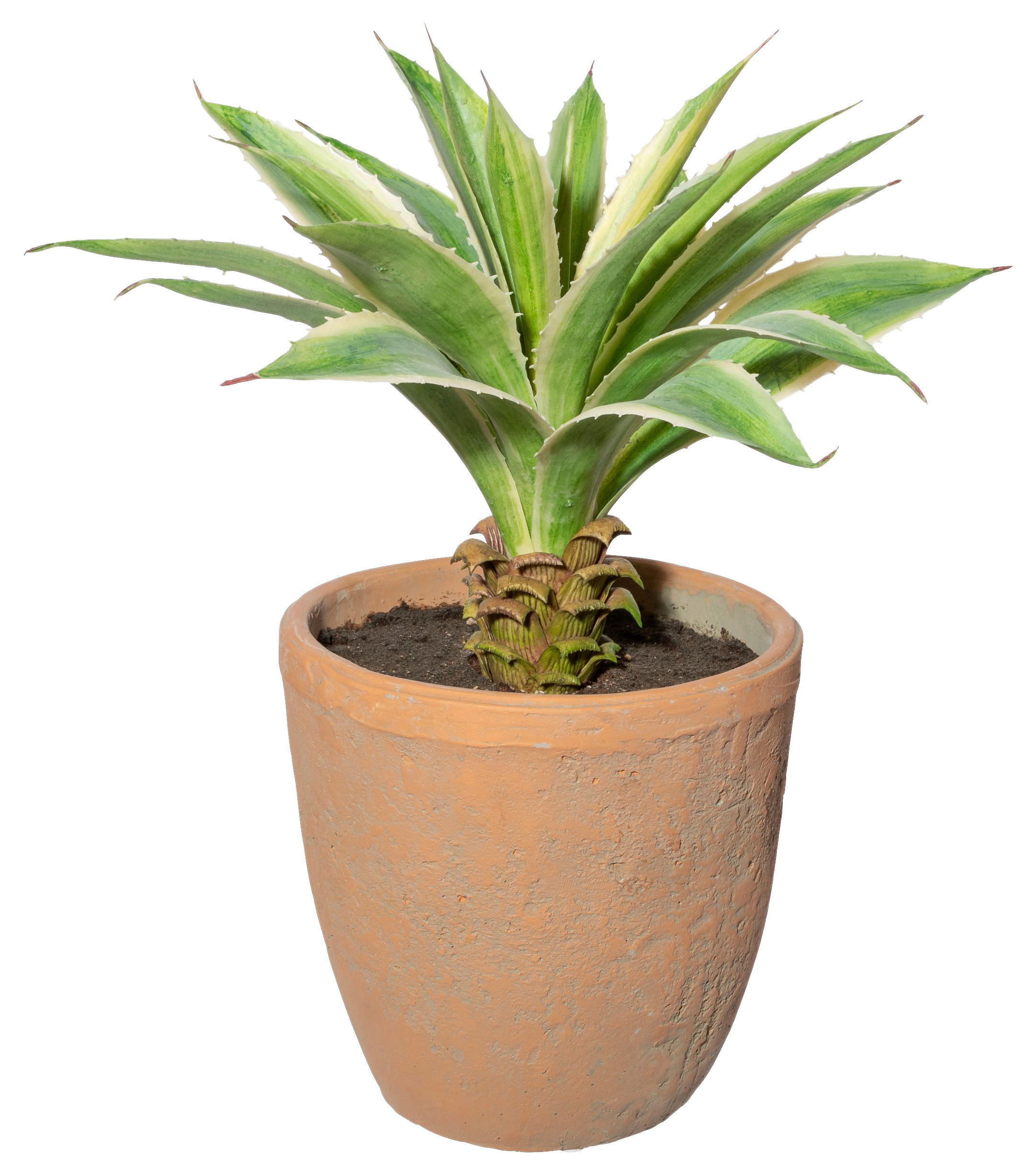 KUNSTPFLANZE Agave 35 cm - Creme/Naturfarben, Design, Keramik/Kunststoff (35cm) - P & B