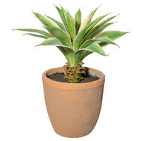 KUNSTPFLANZE Agave 35 cm  - Creme/Naturfarben, Design, Keramik/Kunststoff (35cm) - P & B