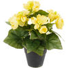 BEGONIENBUSCH  - Gelb, Basics (25cm)
