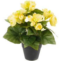 BEGONIENBUSCH  - Gelb, Basics (25cm)