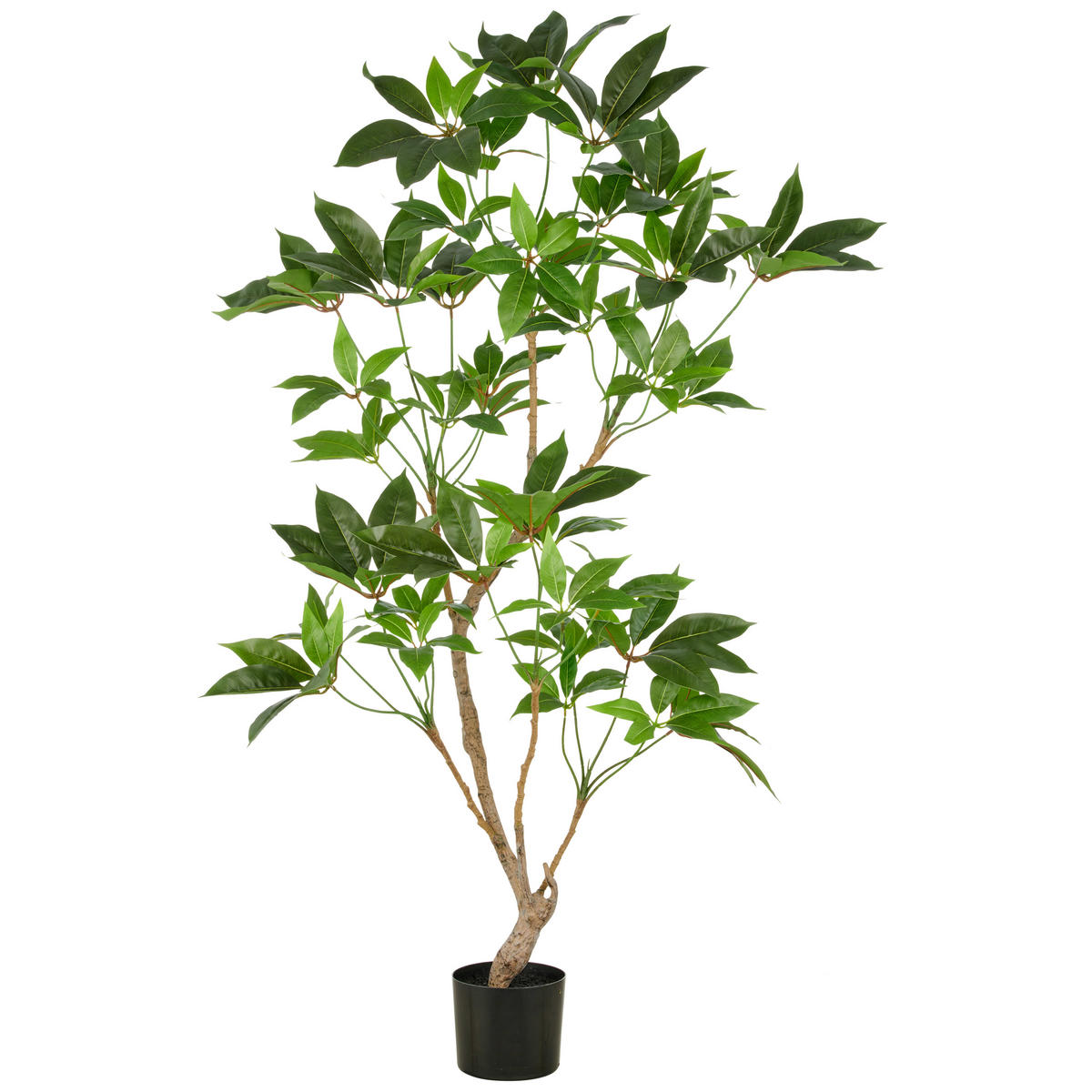 KUNSTPFLANZE Zimmeraralie  150 cm  - Schwarz/Braun, Basics, Kunststoff (150cm) - P & B