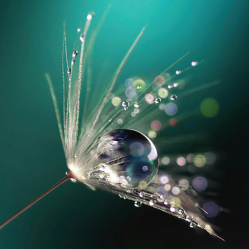 GLASBILD Blumen Multicolor jetzt nur online ➤