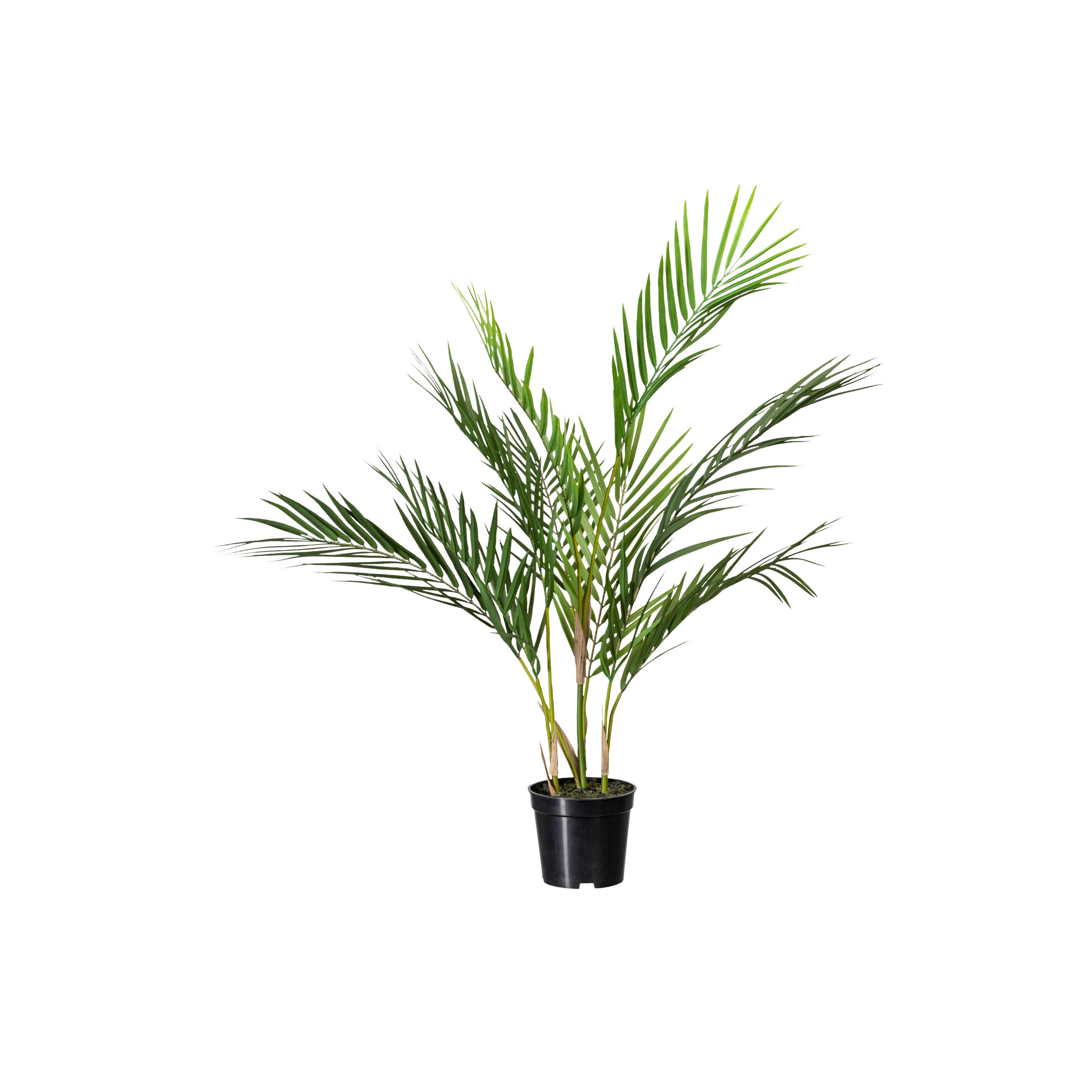 KUNSTPFLANZE Palme 70 cm  - Schwarz/Grün, Design, Kunststoff (70cm) - P & B