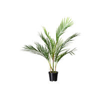 KUNSTPFLANZE Palme 70 cm  - Schwarz/Grün, Design, Kunststoff (70cm) - P & B