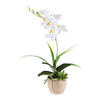 KUNSTPFLANZE Orchidee 45 cm  - Braun/Weiß, Design, Kunststoff/Stein (45cm) - P & B