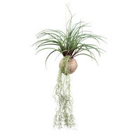KUNSTPFLANZE 72 cm  - Grün, Design, Naturmaterialien/Kunststoff (72cm) - P & B