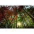 GLASBILD - Multicolor, Basics, Glas (120/80cm) - Monee GLASBILD - Multicolor, Basics, Glas (120/80cm) - Monee