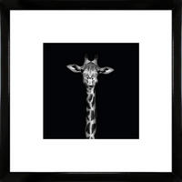KUNSTDRUCK Tiere 55/55/1,5 cm  - Schwarz Hochglanz/Schwarz, Basics, Holz (55/55/1,5cm)
