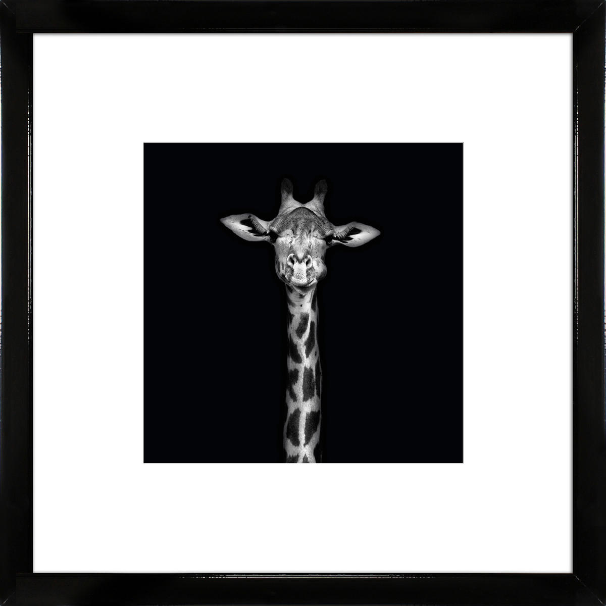 KUNSTDRUCK Tiere 55/55/1,5 cm  - Schwarz Hochglanz/Schwarz, Basics, Holz (55/55/1,5cm)