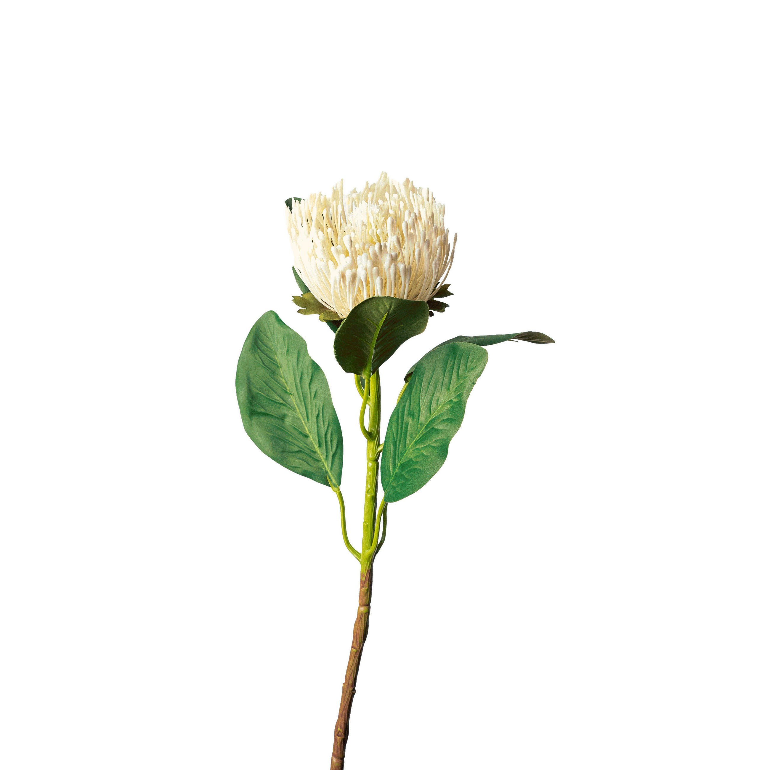 PROTEA - Weiss/Grün, Basics, Kunststoff (65cm)