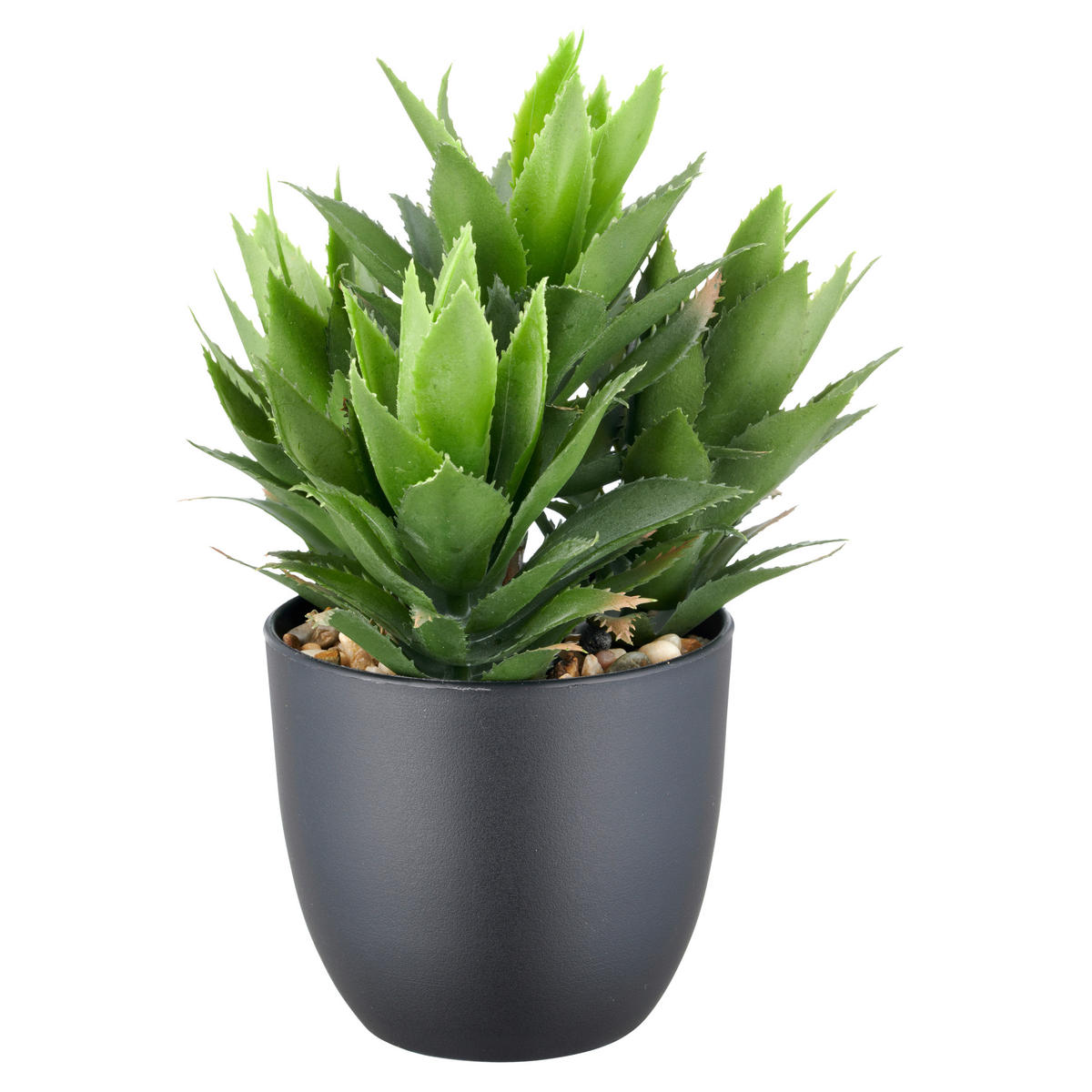 SUKKULENTE Sukkulente 21 cm  - Schwarz/Grün, Basics, Kunststoff (21cm) - P & B