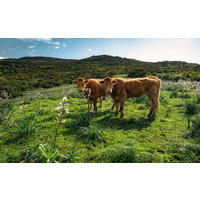 FOTOTAPET 450/280 cm  - multicolor, Trend, textil (450/280cm)