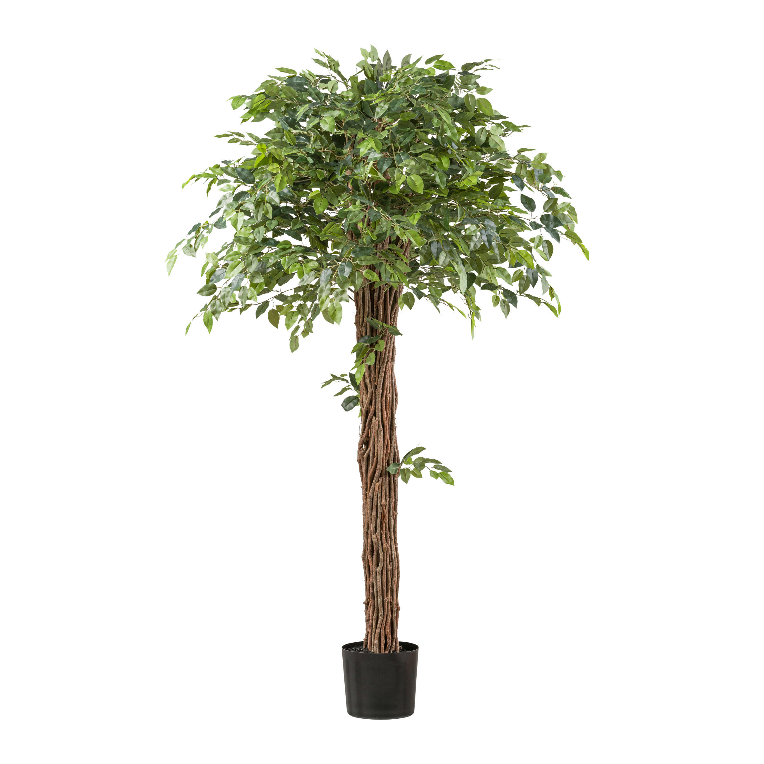 KUNSTPFLANZE Ficus Benjamina 175 cm  - Schwarz/Braun, Design, Kunststoff (175cm) - P & B